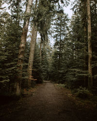 Footpath amidst trees in forest