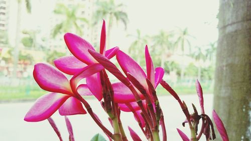 Close-up of pink flowers blooming outdoors