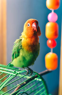 Close-up of parrot perching