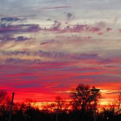 Low angle view of silhouette trees against sky during sunset