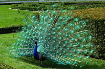 Close-up of peacock