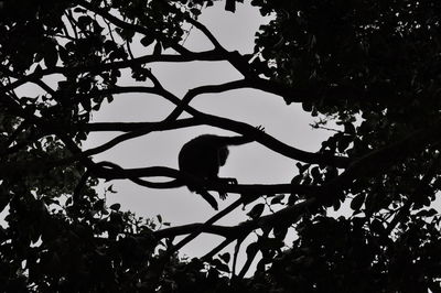 Low angle view of silhouette monkey sitting on branch
