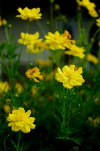 Close-up of yellow flowers blooming outdoors