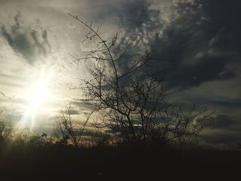 Low angle view of tree against sunset sky