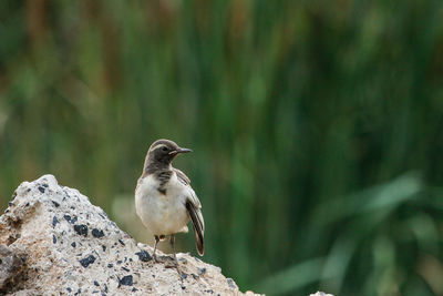 Close-up of bird perching on rock