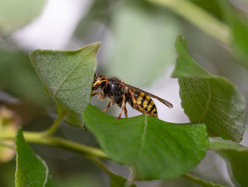 Close-up of insect on leaf