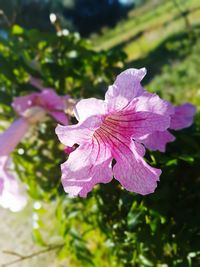 Close-up of fresh pink flower