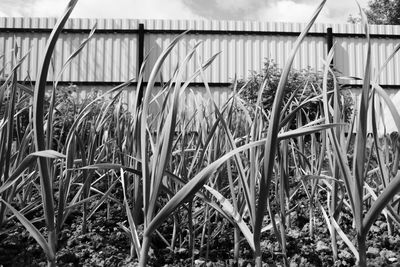 Plants against sky