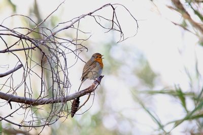 Low angle view of bird perching on branch