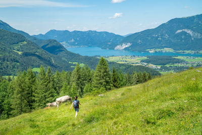 Woman hiking on footpath next to grazing cows, lake wolfgangsee, austria