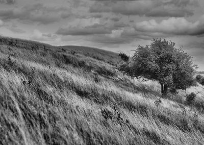 Trees on field against sky