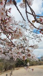 Close-up of cherry blossoms in spring