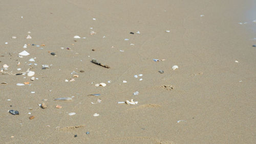 Close-up of birds on beach