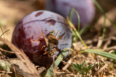 Close-up of insect on the ground