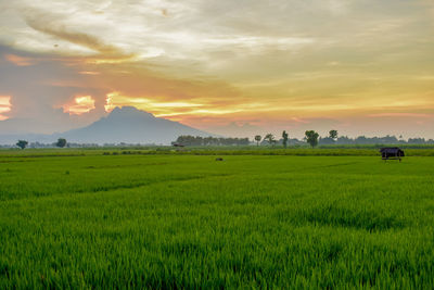 Scenic view of agricultural field against sky during sunset