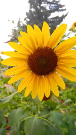 Close-up of sunflower