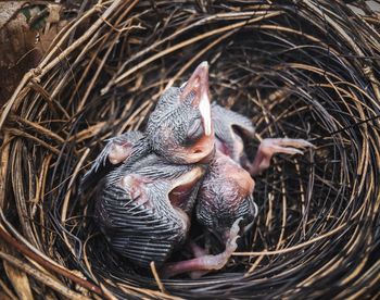 High angle view of young birds in nest