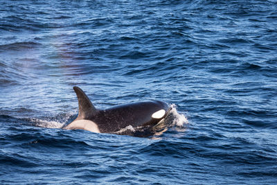 Killer whale swimming in sea