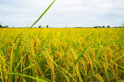 Scenic view of agricultural field against sky