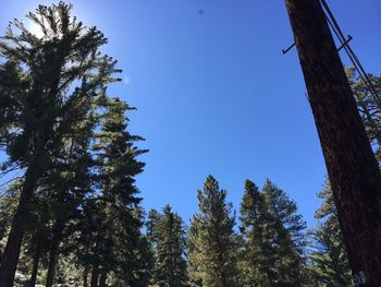 Low angle view of trees against clear sky