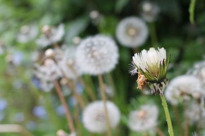 Close-up of white flowers blooming outdoors