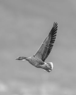 Low angle view of a bird flying