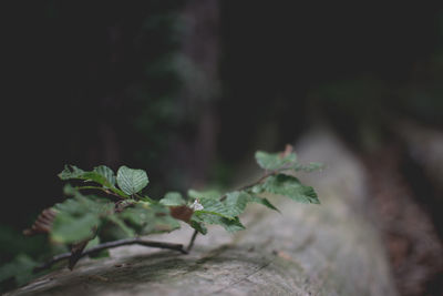 Close-up of small plant growing outdoors