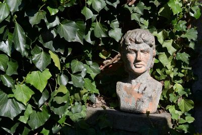 Stone buste among the ivy of an ancient garden, piedmont, italy