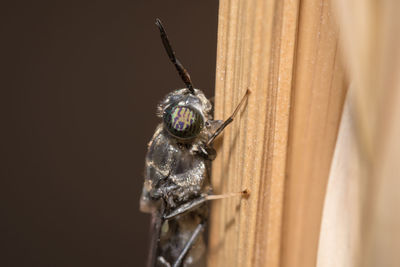 Close-up of insect