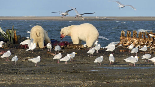 Two polar bears eating whale meat