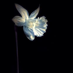 Close-up of white flower over black background