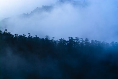 Trees in forest against sky