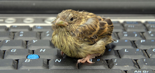 Close-up of sparrow on floor