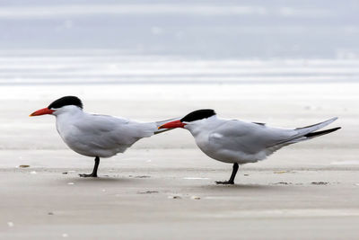 Close-up of birds on beach