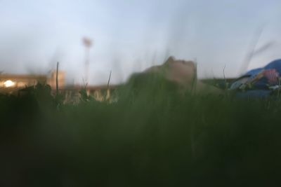 Close-up of grass on field against sky