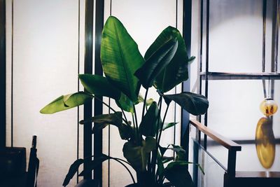 Close-up of window at home