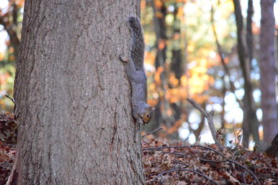 Close-up of squirrel on tree trunk in forest