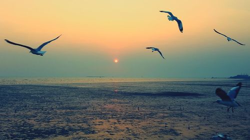 Seagulls flying over beach against sky during sunset