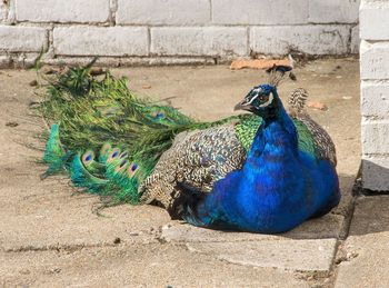 Close-up of peacock