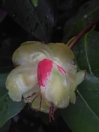 Close-up of pink flowers