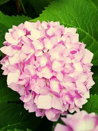 Close-up of pink flowers