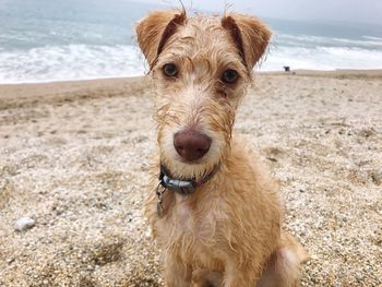 Portrait of dog on beach