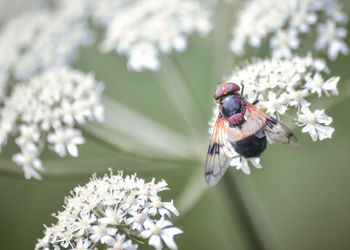 Close-up of insect pollinating on flower