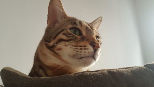 Close-up of cat sitting