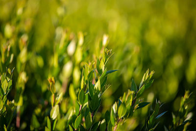 Close-up of plants growing on field