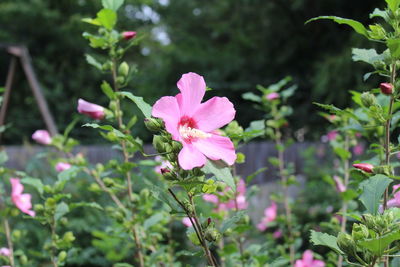 Close-up of pink flowers blooming outdoors