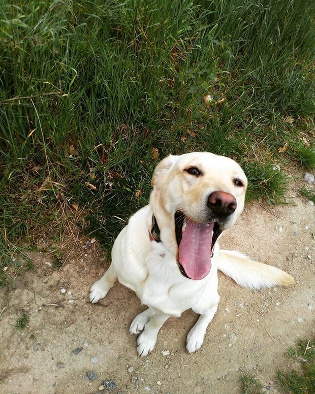 dog, pets, domestic animals, animal themes, one animal, mammal, looking at camera, portrait, high angle view, pet collar, puppy, sitting, grass, field, relaxation, sticking out tongue, mouth open, loyalty, full length, no people