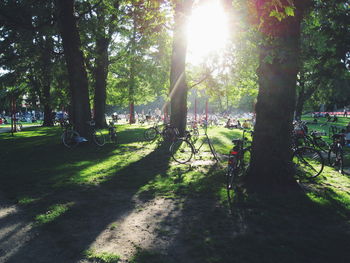 Sun shining through trees in park