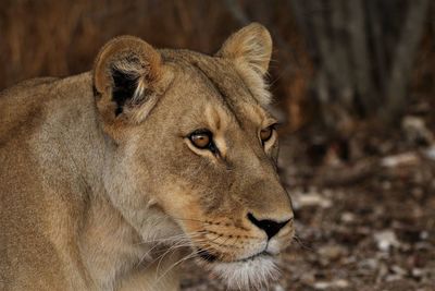 Close-up portrait of lion