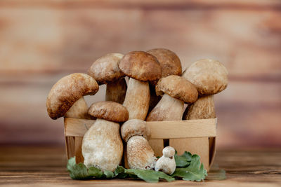 Close-up of mushrooms growing on table